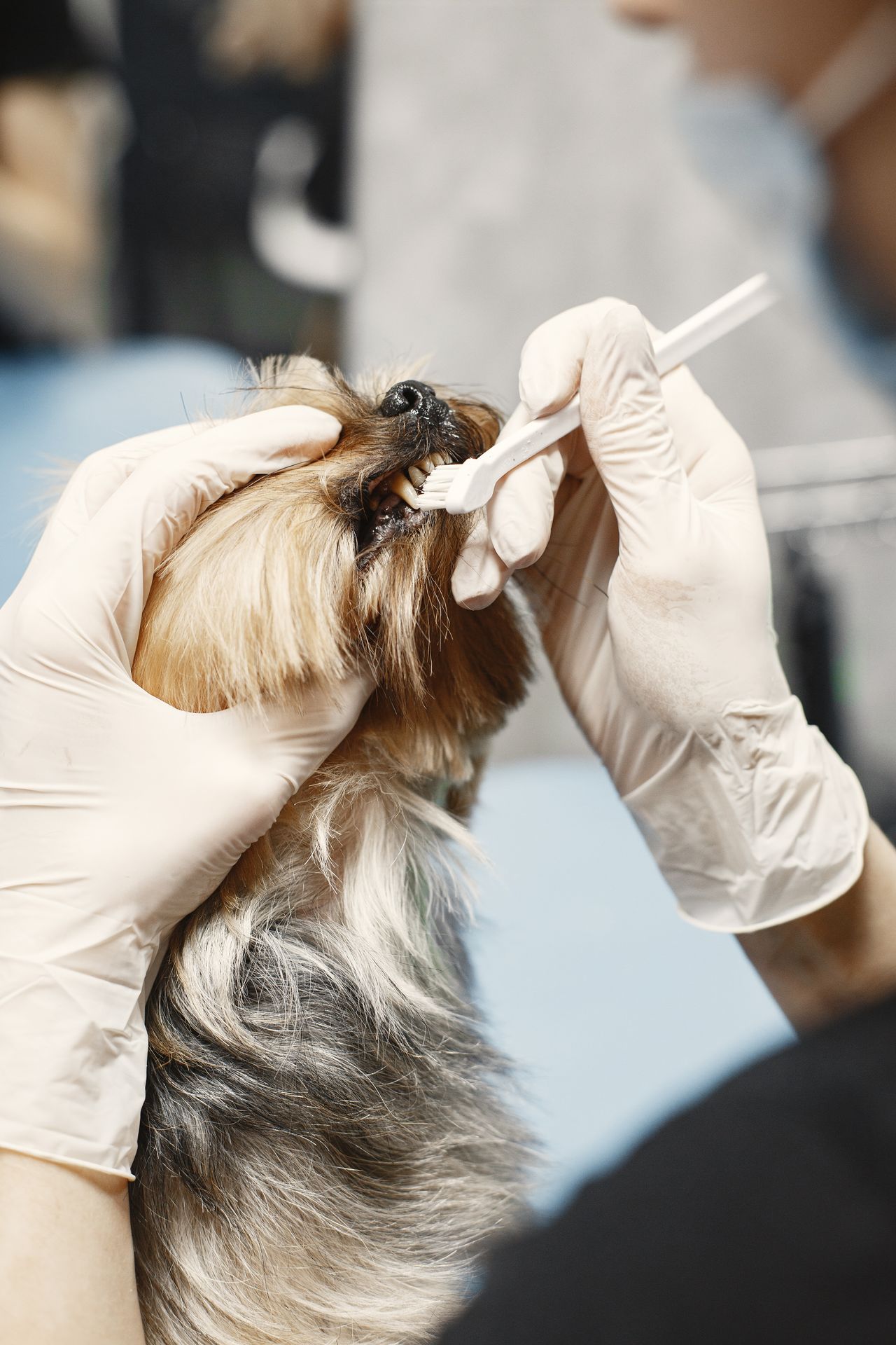 Dental Care & Teeth Cleaning